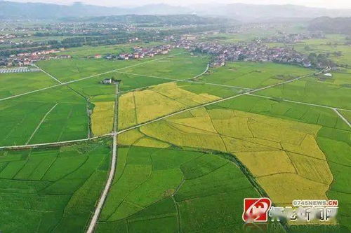 懷化24小時(shí) 城市建設(shè)調(diào)研、助學(xué)政策與農(nóng)業(yè)托管服務(wù)動(dòng)態(tài)