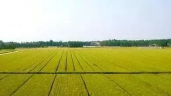 聚焦鄉(xiāng)村振興 貧困縣年度項(xiàng)目資金優(yōu)先向六類農(nóng)業(yè)項(xiàng)目及農(nóng)業(yè)企業(yè)托管服務(wù)傾斜