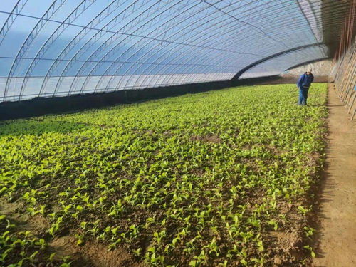 平谷馬昌營鎮(zhèn) 設(shè)施農(nóng)業(yè)升級(jí)改造與農(nóng)業(yè)企業(yè)托管服務(wù)雙輪驅(qū)動(dòng)，譜寫鄉(xiāng)村振興新篇章