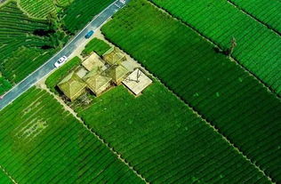茶園再添綠色新篇 我縣成功創(chuàng)建全國綠色食品原料茶葉標(biāo)準(zhǔn)化生產(chǎn)基地
