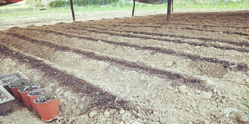 青島百合重綻光彩 五株母本育出二十萬新苗，中國農(nóng)科院半島試驗(yàn)基地助力產(chǎn)業(yè)升級(jí)