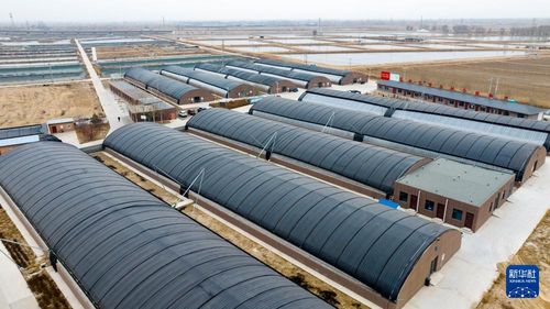 寧夏賀蘭 激活鹽堿地資源，以水產(chǎn)養(yǎng)殖賦能農(nóng)業(yè)新篇