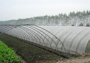 設施園藝與農業托管服務 探索中國設施農業的規模與模式
