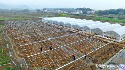 完善農業企業托管服務，打造“一村一品”發展新引擎的五項舉措